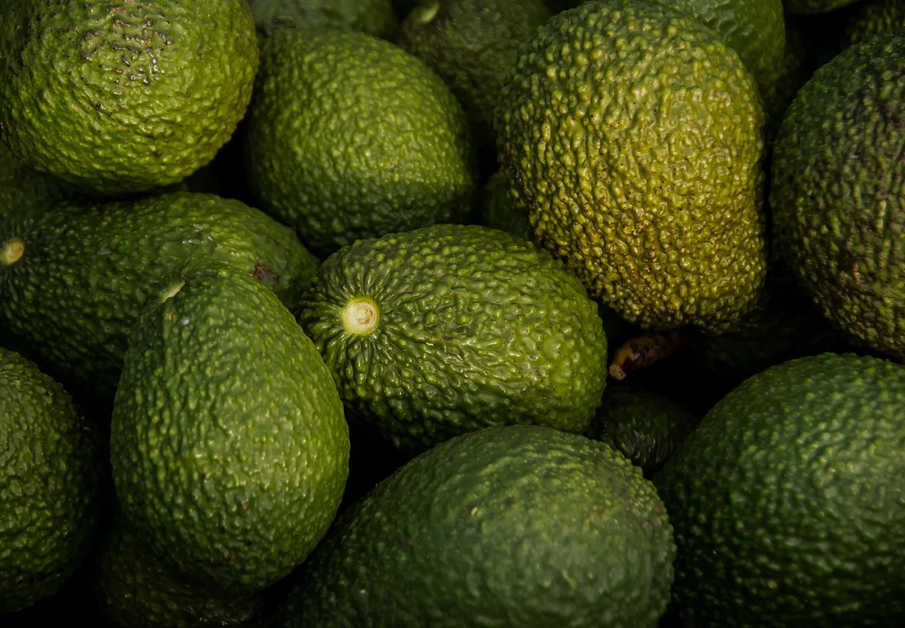 Aguacates Hass recién cosechados
